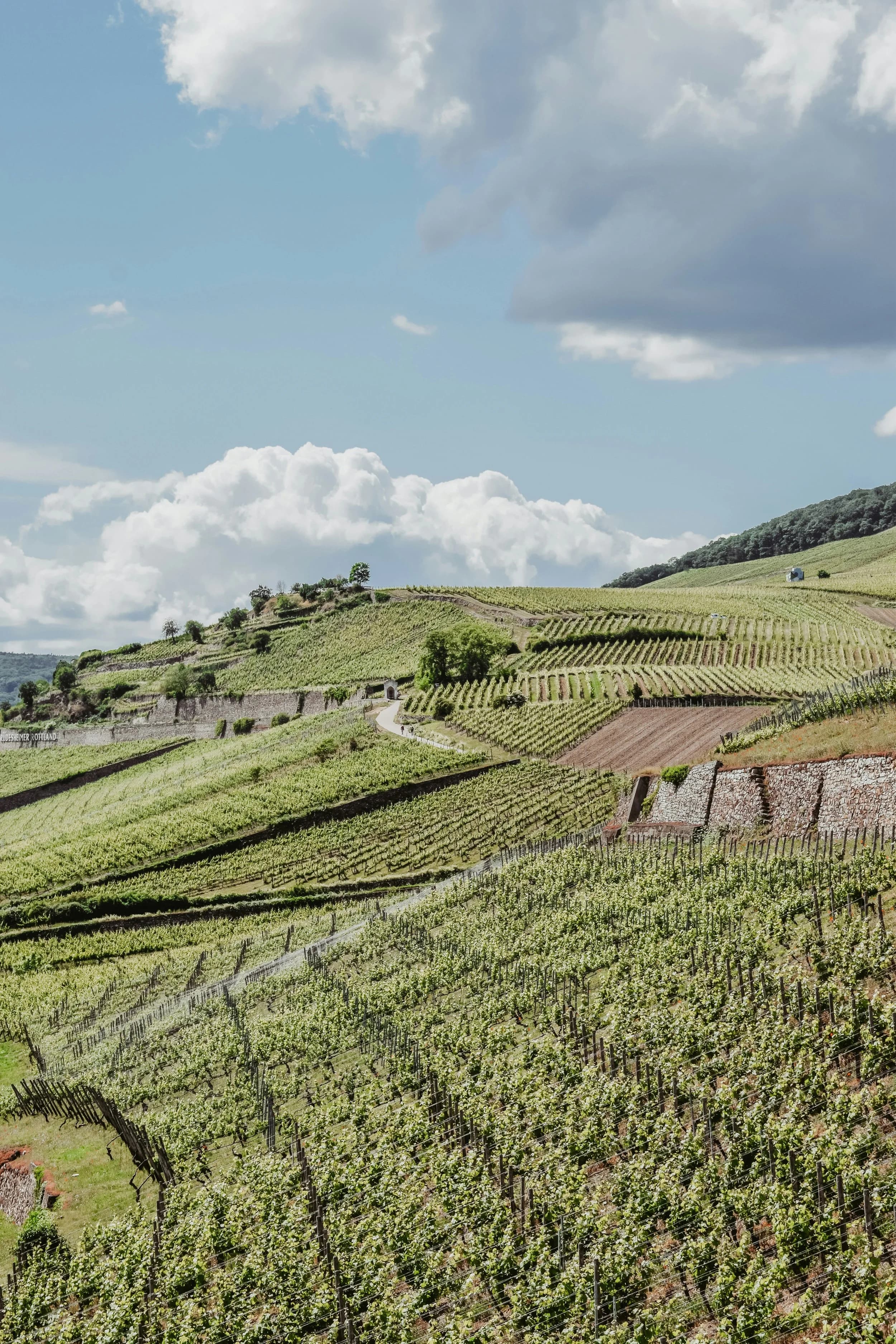 Vineyard hillside landscape